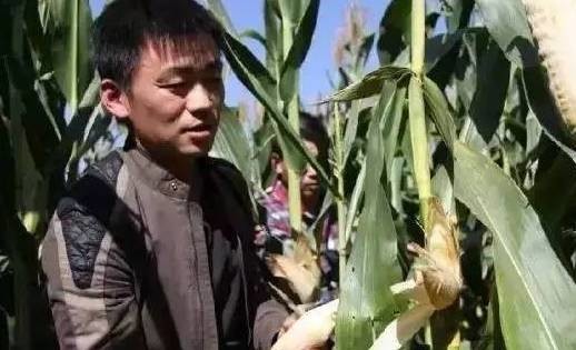 1.掰玉米主管5名、要求三年以上掰玉米經(jīng)驗(yàn)：